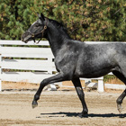 Yearling