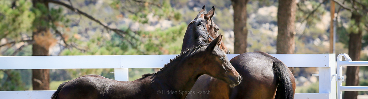 Mare and foal